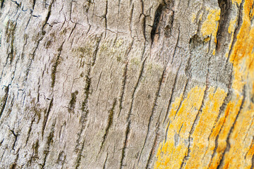 Closeup tree bark for designer background.