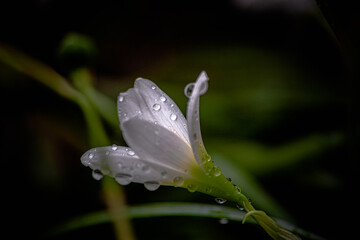 flor