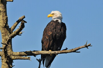 american bald eagle