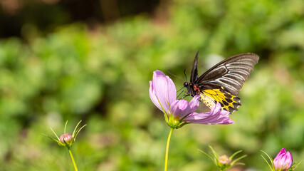 Butterflies and flowers that are naturally beautiful in the forest