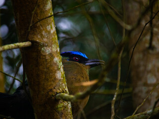 Naklejka premium Pajaro soledad o barranquero
