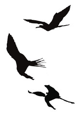 set of silhouettes of birds