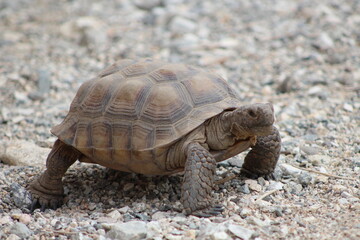 turtle on the ground