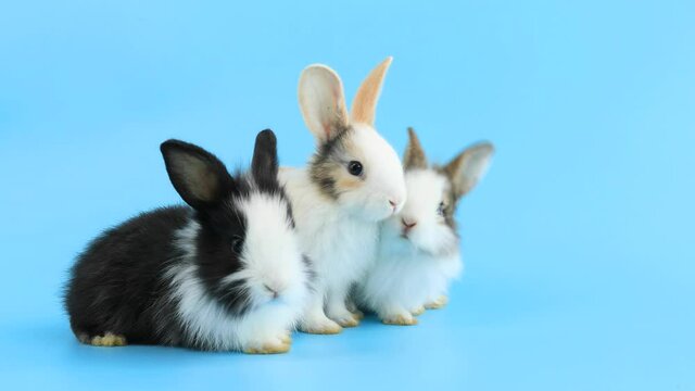 Group of lovely easter bunnies rabbits on light blue background. 