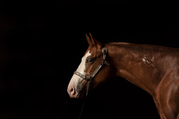 Fototapeta premium Bay horse with white blaze on black, portrait, against black background