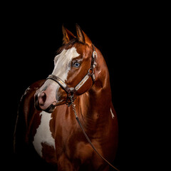 Blue-eyed pinto chestnut horse looking away, portrait including head and part of the body against black background