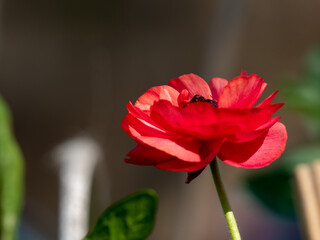 Poppy red flower in a garden during the spring season. 