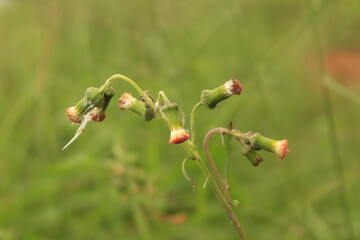 A beautiful tiny flower of organic weed in local farm of Nepal