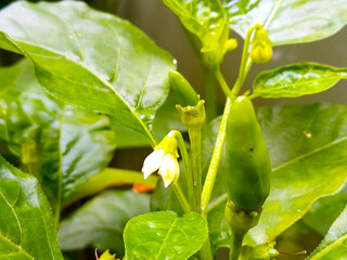 Natural Background Chilies And Flowers