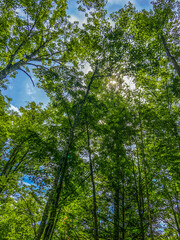 trees in the forest