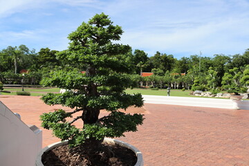 Bon sai, short tree and small plants in tile pot on blue sky and white cloud background closeup in the public park.