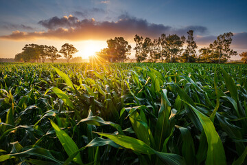 View of a corn field at the sunset