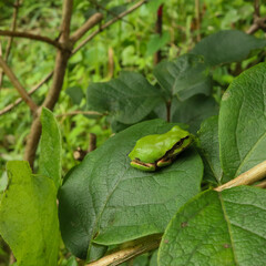 ニホンアマガエル