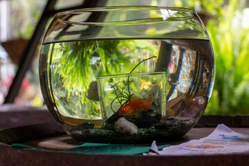 fish in a fishbowl 