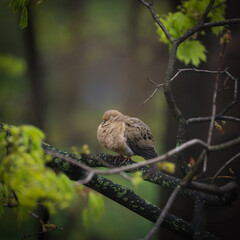 mourning dove bird sleeping on branch in spring