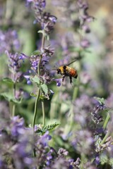 bee on a flower