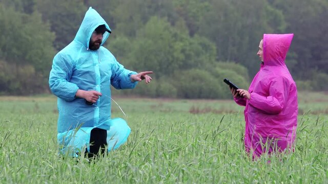 Plant experts predict the extent of damage to fallen wheat crops after a hurricane, make a trial analysis in a tablet during rain, against a background of greenery. The concept of ecology, bioproduct