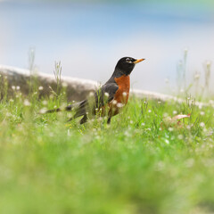 robin on the grass