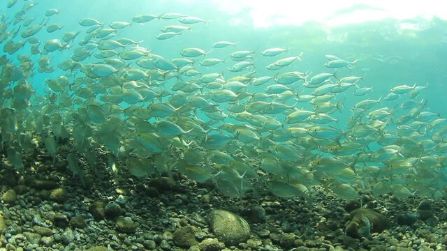 Underwater video of school of fusilier fish 