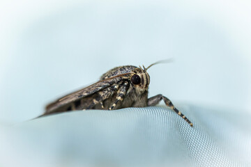 Moth 