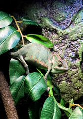 Chameleon on Leaf