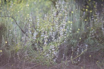 flowers at Griffith Park