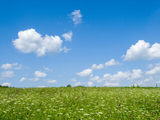 Green meadows and fields. White clouds in the blue sky. Summer sunny day
