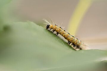 yellow caterpillar on a leaf