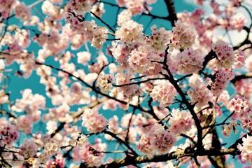 pink cherry blossom