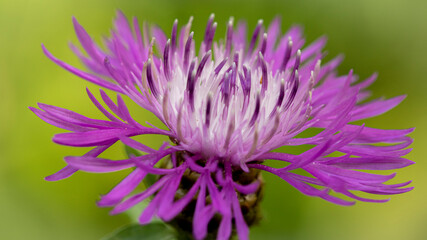 purple thistle flower with green background