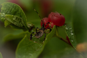bug on a green leaf