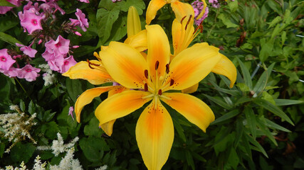 orange tiger lilies in the park