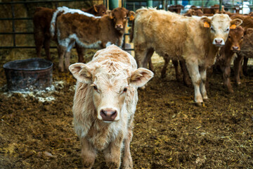 Peque&ntilde;a Ternera