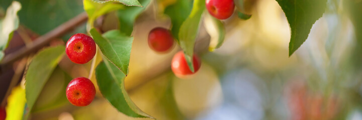 Apple tree soft summer background. Summer light.