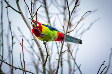 Colorful eastern rosella on a branch