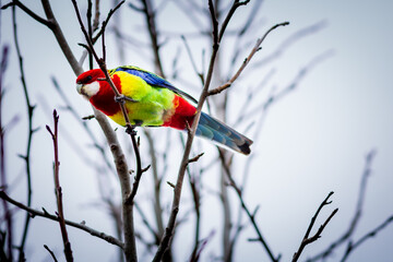Eastern rosella
