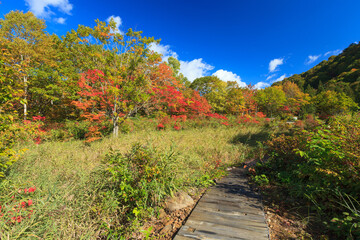 Fototapeta na wymiar Nature trails in autumn, Japan.