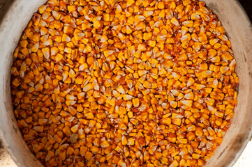 Corn for feed for chickens on the farm in a plastic bucket