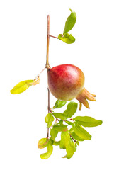 Pomegranate young fruit on branch.