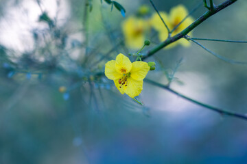 Flowers with bokeh branches