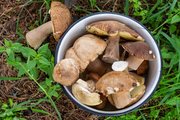 Various fresh forest mushrooms in a bowl against the background of the forest.