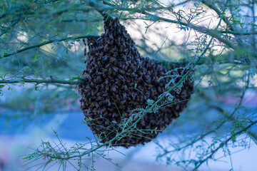 Honey Bee Hive