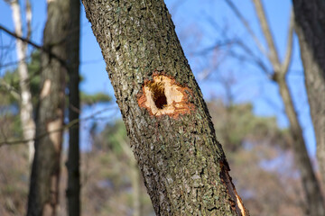 View of a small cave in the tree, which a woodpecker has set up for its brood.