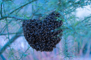 Honey Bee Hive