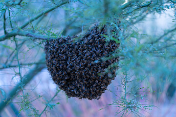 Honey Bee Hive