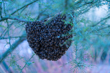 Honey Bee Hive