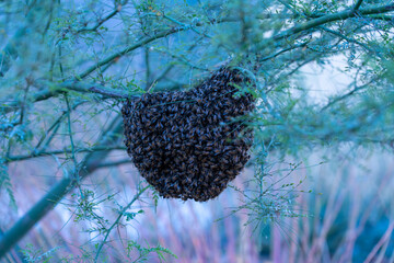 Honey Bee Hive