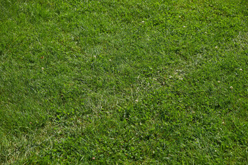 Green grass texture for background. Green lawn pattern and texture background. Close-up.