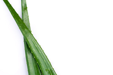 Aloe vera leaf isolated on white.