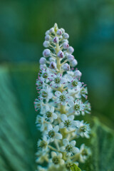 field of flowers, different flowers, field background, flowers background